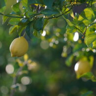 Farmstay in Southern California Organic Lemon Orchard - Zava Ranch - Families, Pets, Kids, Retreats, Events, Friends, Reunions, Getaway - Pick your own lemons