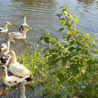Duck pond with geese in the farm-yard plus guinea hens, and peacocks.