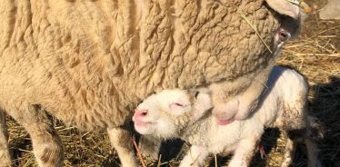 East Hill Farm Troy NH | Farm Stay USA