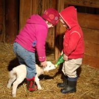 Leaping Lamb Farm little guests feeding a lamb