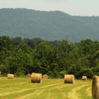 Hay bales for the cattle, goats, sheep and horses.