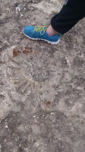 Fossil below Rocky Overlook at Scurlock Farms Vacation Rentals Georgetown TX (Austin)