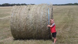 Baling hay Scurlock Farms Georgetown TX (Austin)