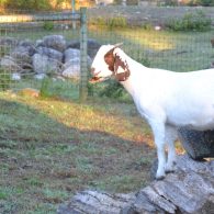 Goat enjoying the sun at East Hill Farm.