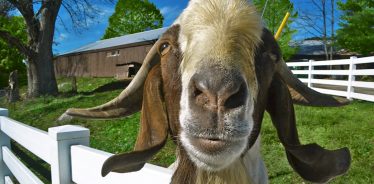 East Hill Farm, Troy, New Hampshire | Farm Stay USA