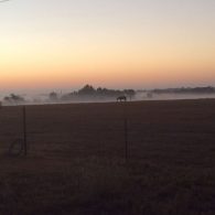 Welcome to Scurlock Farms! Horses on a Misty Morning