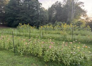 Fields of zinnias and sunflowers