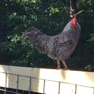 Tom welcomes in the morning on the farm.