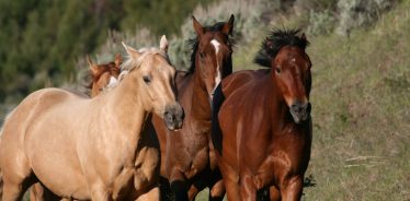 Montana Bunkhouses Working Ranches, Livingston, Montana | Farm Stay USA