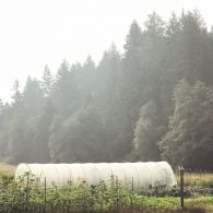 Leaping Lamb Farm greenhouse and our large market garden