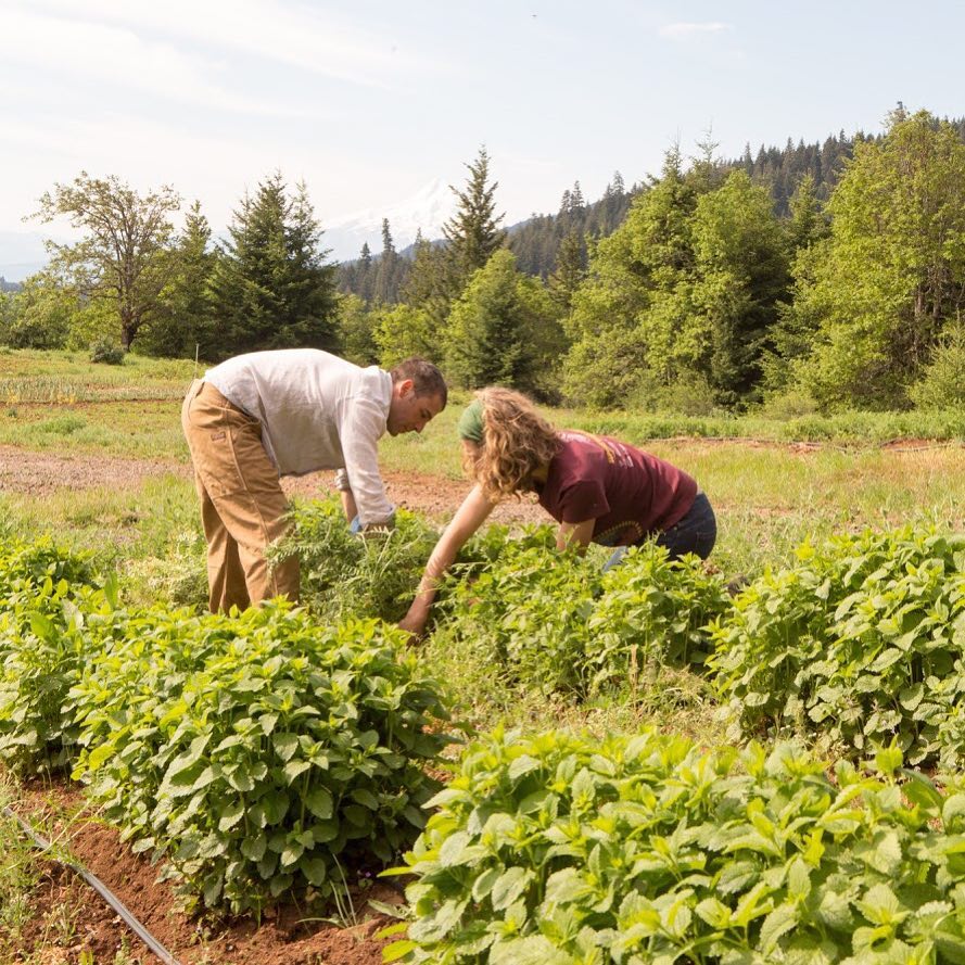 Jean Marie's Garden White Salmon WA | Farm Stay USA