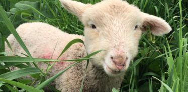 Stone & Thistle Farm, East Meredith, New York | Farm Stay USA