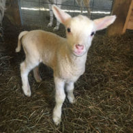 We offer Sourdough Bread workshops