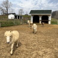 Ariel of the Inn when it first opened in 2021.