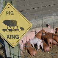 East Hill Farm barnyard in winter