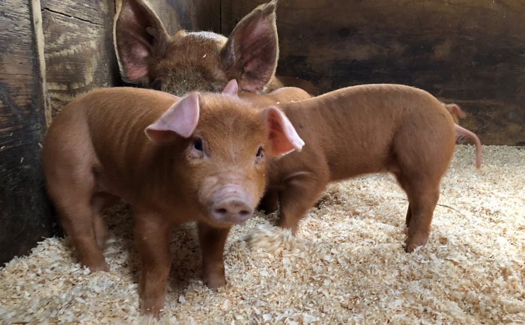 East Hill Farm Troy NH | Farm Stay USA