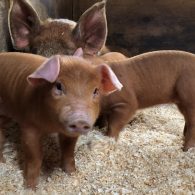 Piglets!