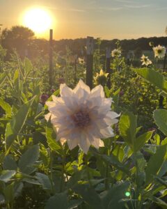 Pleasant Hills Farm | Farm Stay USA