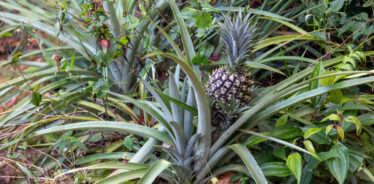 pineapple growing in situ