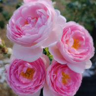 Our rose gardens serve as a crop area for our winery, producing culinary roses for our rose petal wines.