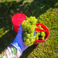 Our rose gardens serve as a crop area for our winery, producing culinary roses for our rose petal wines.