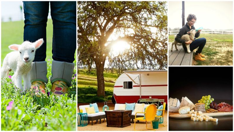 Reves de Moutons, Paso Robles, California | Farm Stay USA