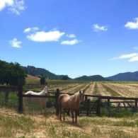 Welcome to Rustridge Ranch and Winery!