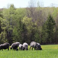 Springtime at Grand View Farm