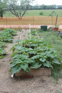 Squash at Scurlock Farms