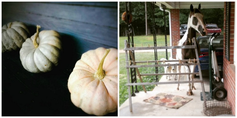 Stillwaters Farm, Henderson, Tennessee | Farm Stay USA