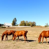 horses in the pasture