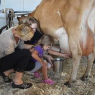 Learn how to milk a cow.