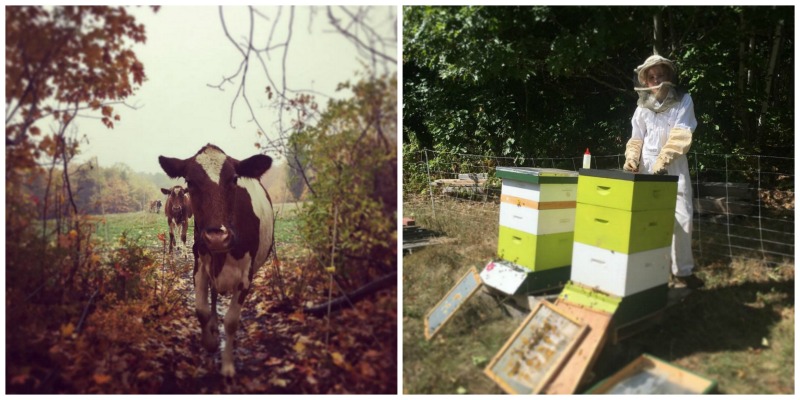 Toddy Pond Farm, Monroe, Maine | Farm Stay USA