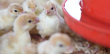 White Oak Pastures, Bluffton, Georgia | Farm Stay USA