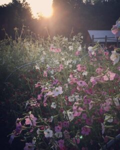 Tanglebloom Farm VT | Farm Stay USA