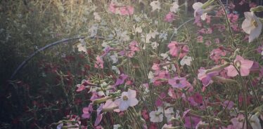 Tanglebloom Farm VT | Farm Stay USA