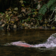 see the salmon spawning in the winter right in Honey Grove Creek on our property