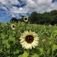 Ariel of the Inn when it first opened in 2021.