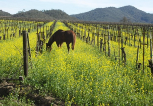 Rustridge Ranch and Winery St Helena CA | Farm Stay USA