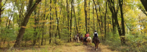 people riding in the woods