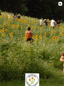 people walking in a field of sunflowers