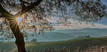 Beltane Ranch CA vineyard in spring