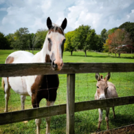 we have a vineyard and a wide selection of wines to choose from as well! 