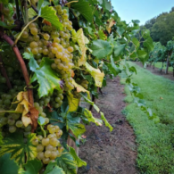 Our rose gardens serve as a crop area for our winery, producing culinary roses for our rose petal wines.